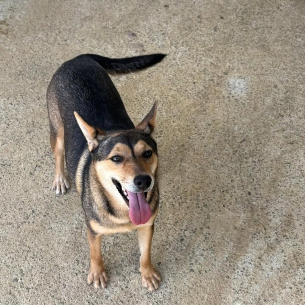 Carapina, cadela de porte médio para adoção em Vila Velha - ES