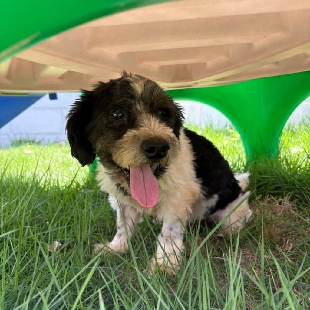 Guerreiro, cachorro de porte médio para adoção em Vila Velha - ES