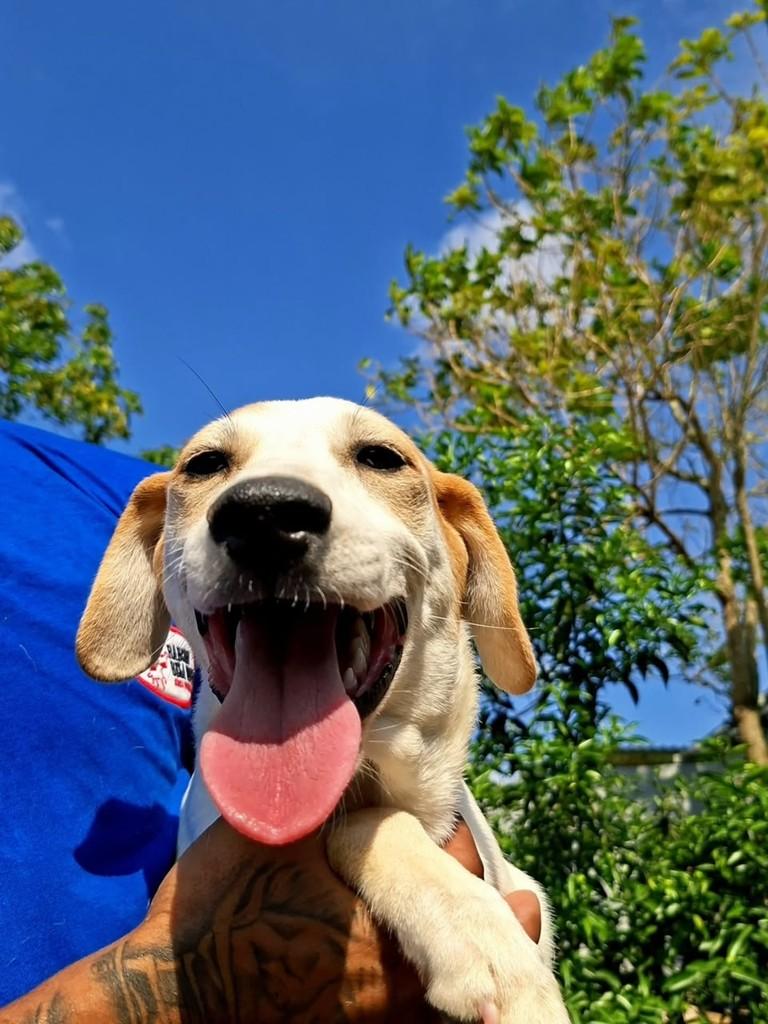 Tuco, cachorro de porte médio para adoção em Vila Velha - ES