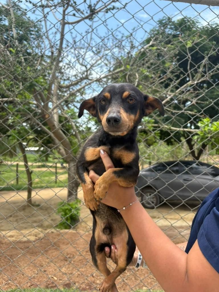 Costelinha, cachorro de porte médio para adoção em Vila Velha - ES
