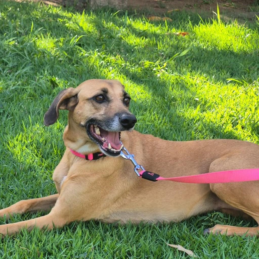 Hope, cadela de porte médio para adoção em Vila Velha - ES