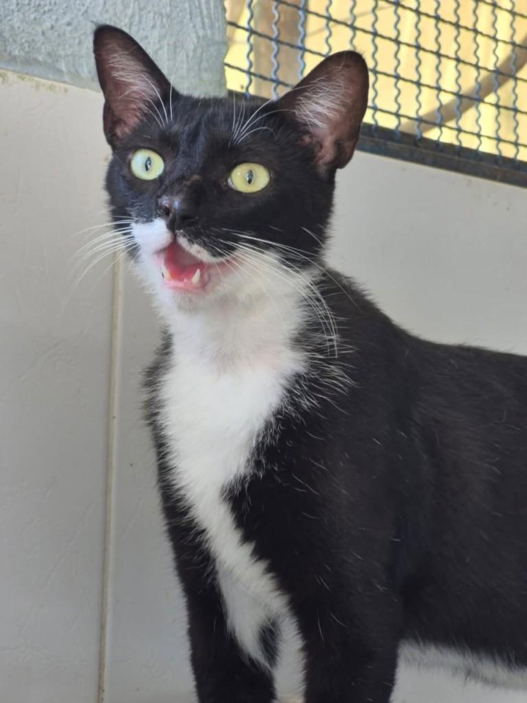 Bigu, gato de porte médio para adoção em Vila Velha - ES