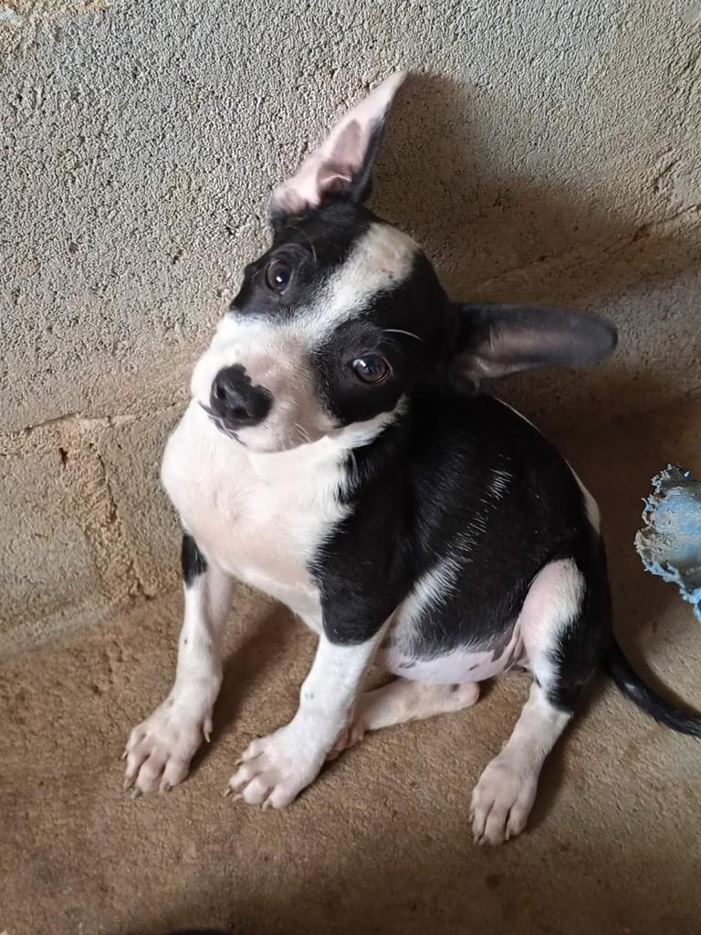 Angel, cadela de porte médio para adoção em Vila Velha - ES
