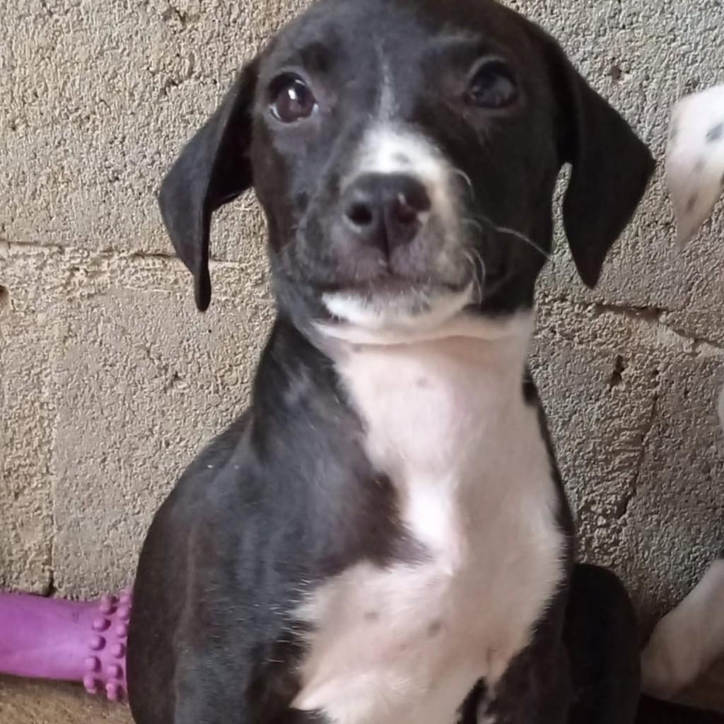 Bruna, cadela de porte médio para adoção em Vila Velha - ES