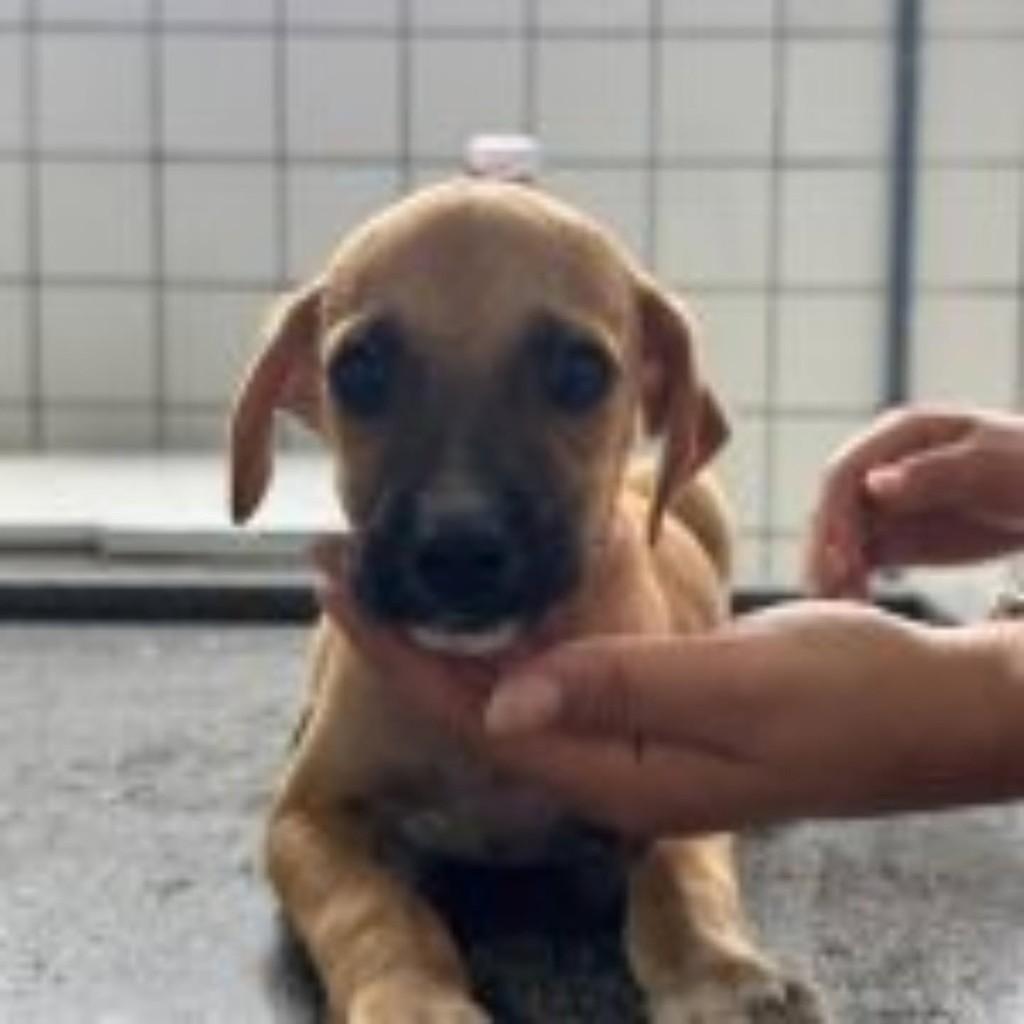 Fioti, cachorro de porte médio para adoção em Vila Velha - ES