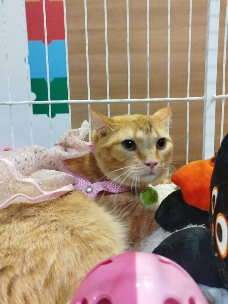 Sukita, gata de porte médio para adoção em Vila Velha - ES