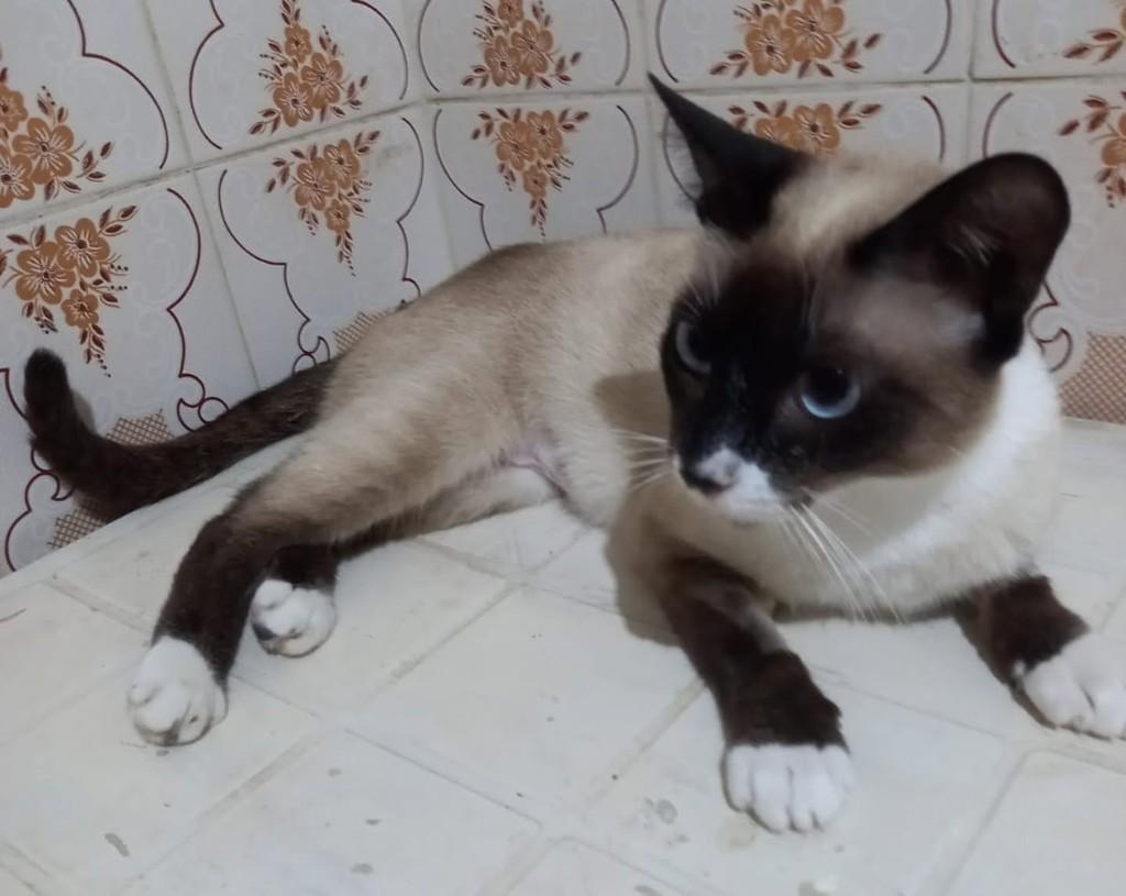 Lina, gata de porte médio para adoção em Vila Velha - ES