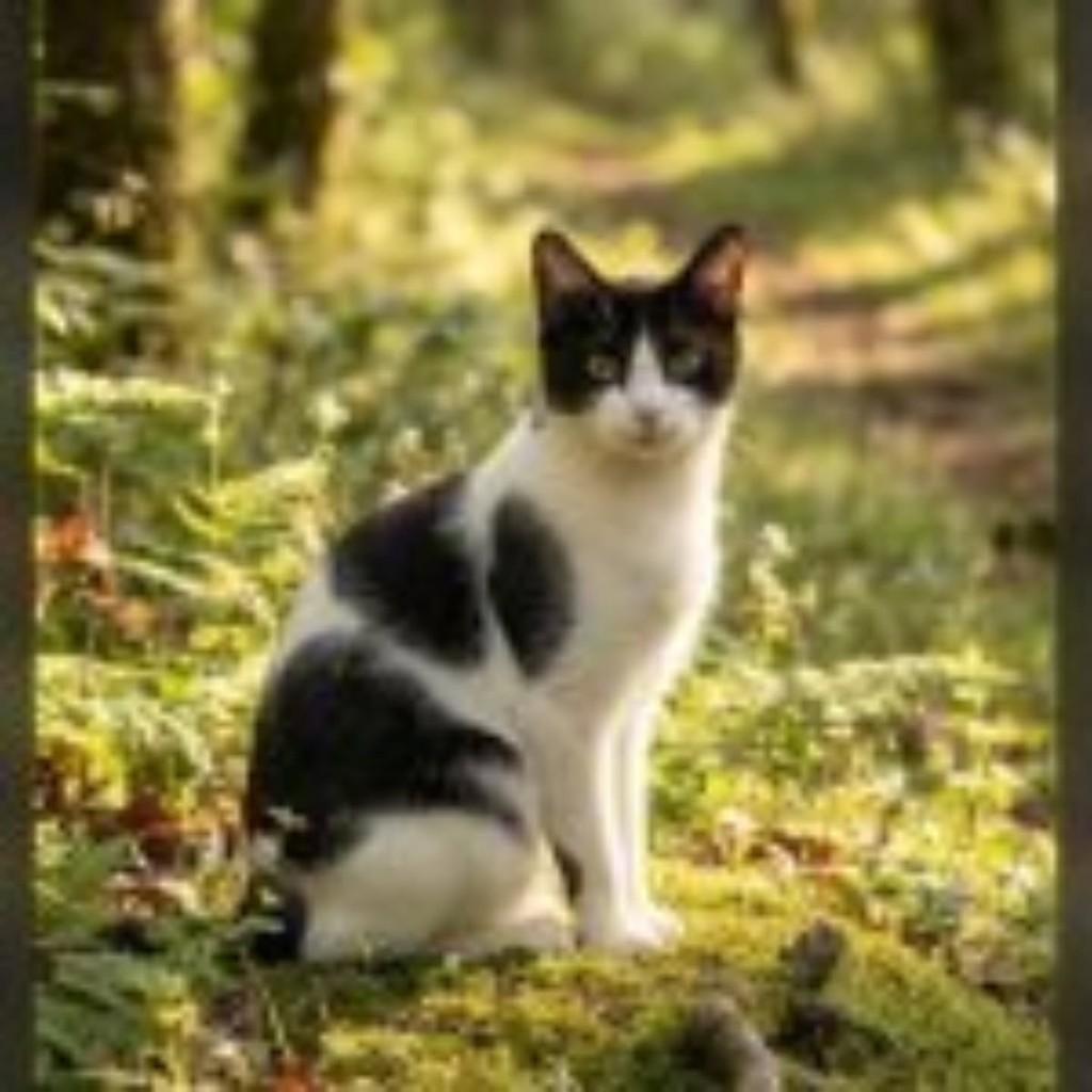 Elvis Presley, gato de porte médio para adoção em Vila Velha - ES
