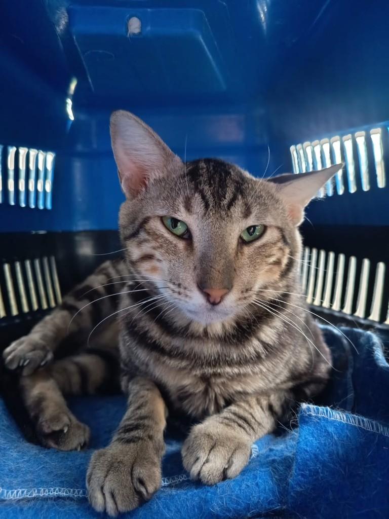 Marvin, gato de porte médio para adoção em Vila Velha - ES
