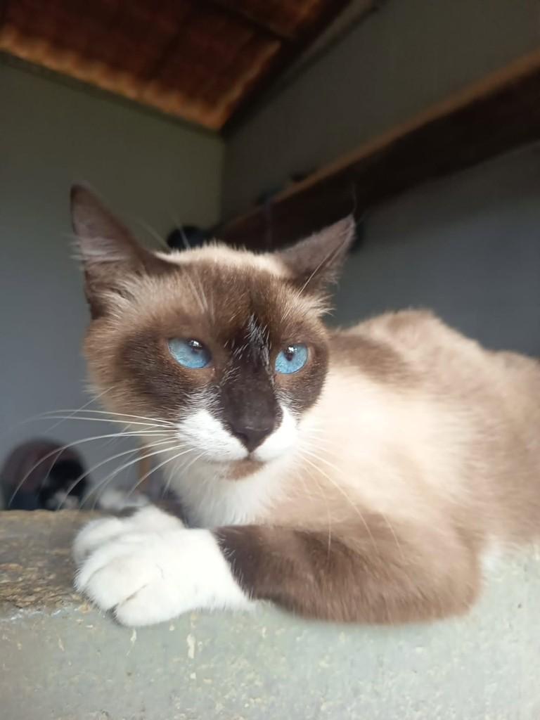 Princesa Porto, gata de porte médio para adoção em Vila Velha - ES