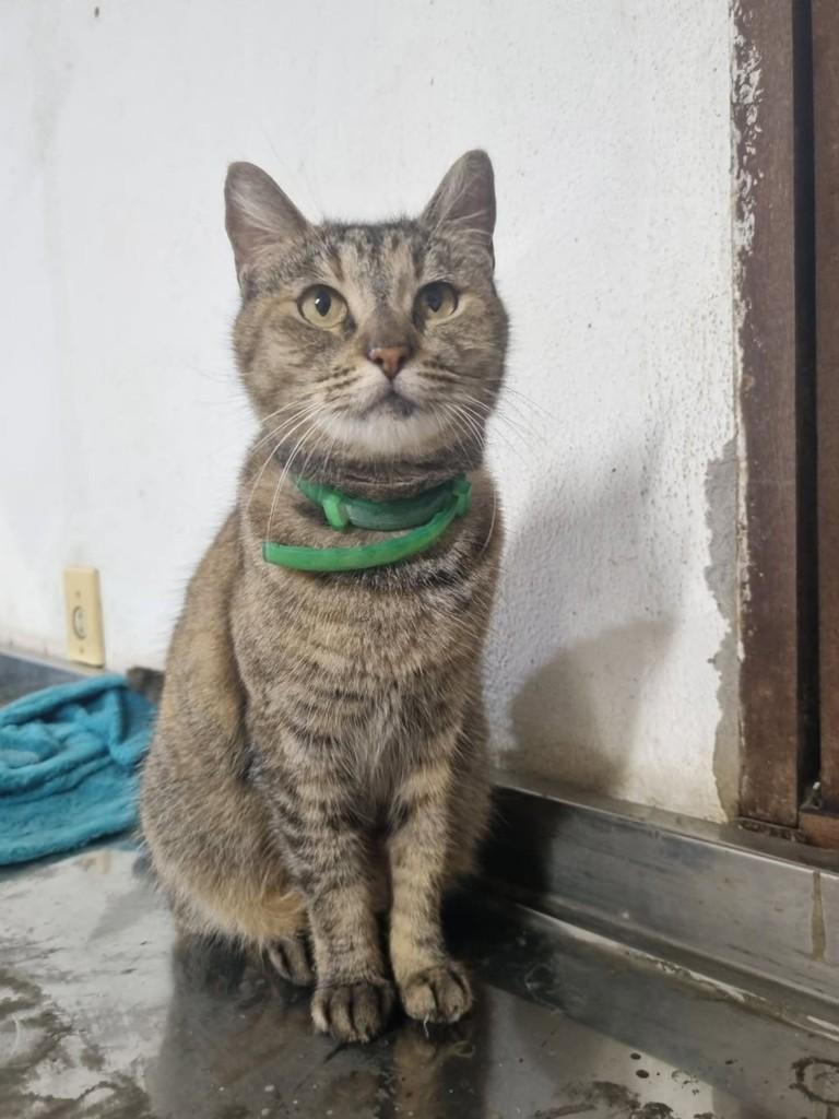 Kiki, gata de porte médio para adoção em Vila Velha - ES