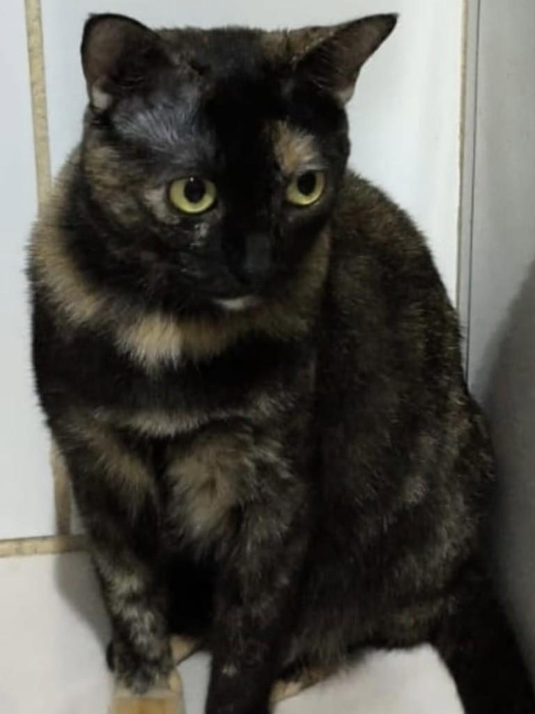 Mina, gata de porte médio para adoção em Vila Velha - ES