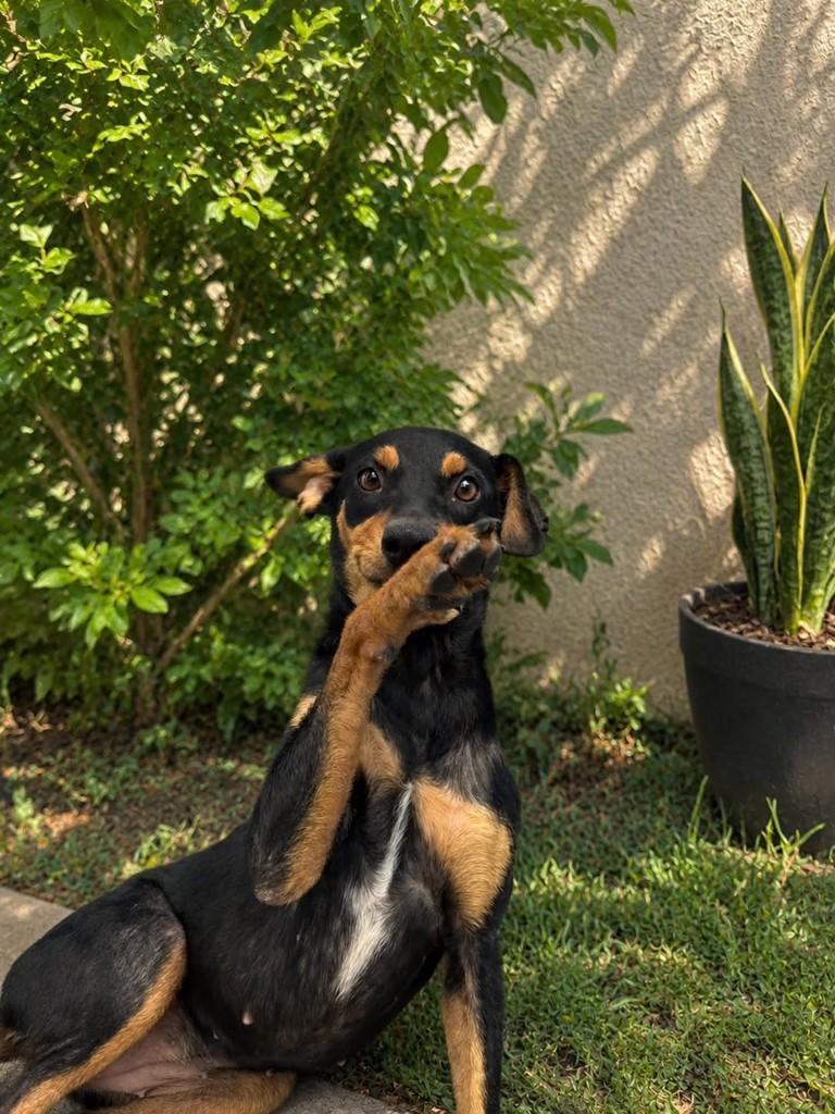 Milka, cadela de porte pequeno para adoção em Vila Velha - ES