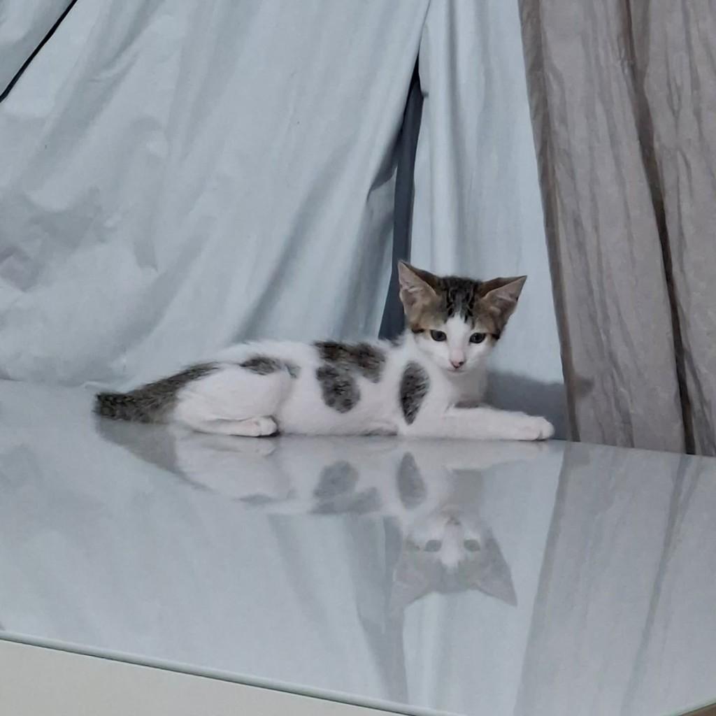 Giuliano, gato de porte médio para adoção em Vila Velha - ES