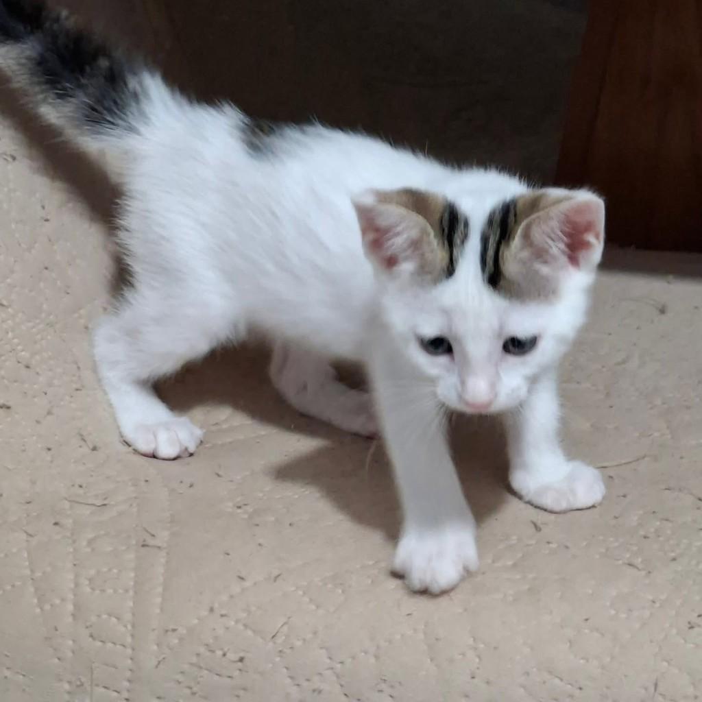 Manu, gata de porte médio para adoção em Vila Velha - ES