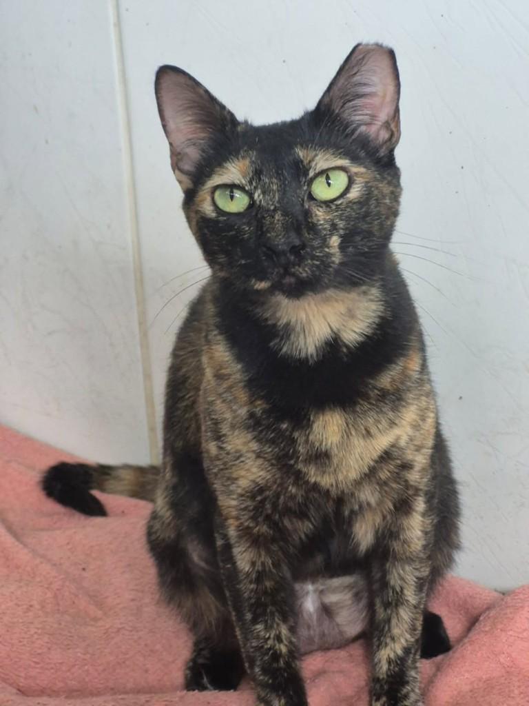 Capitu, gata de porte médio para adoção em Vila Velha - ES