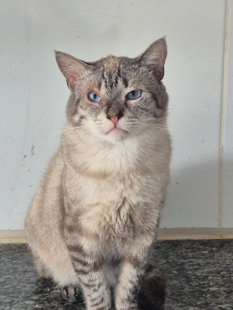 Robert, gato de porte médio para adoção em Vila Velha - ES