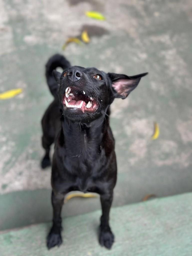 Mel, cadela de porte médio para adoção em Vila Velha - ES