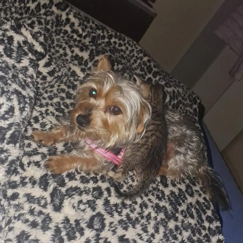 Cachorrinha, cadela de porte pequeno para adoção em Estrela - RS