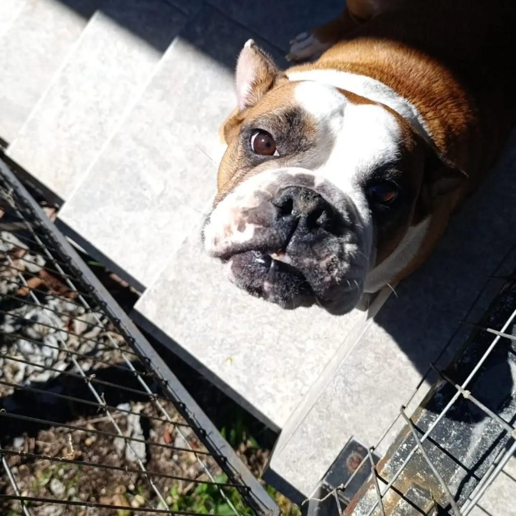 Buldogue, cadela de porte pequeno para adoção em Estrela - RS