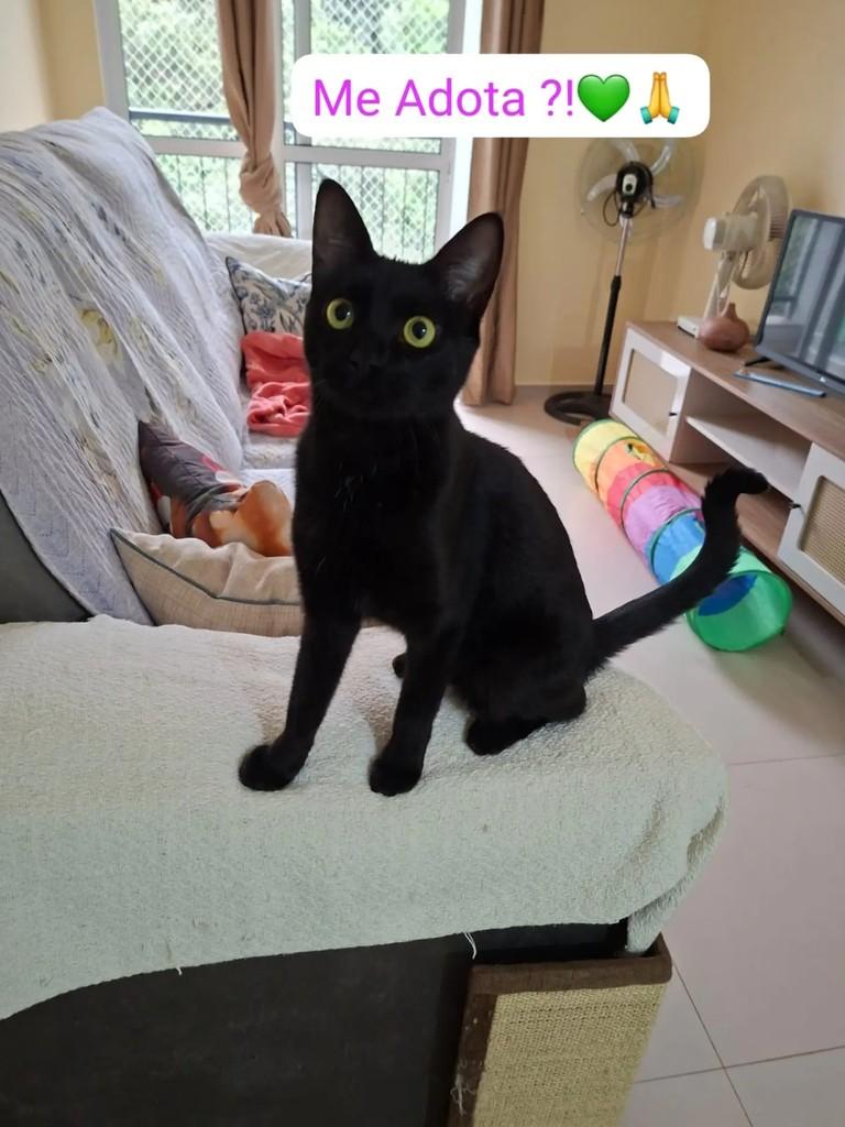 Pretinha, gato para adoção em Estrela - RS