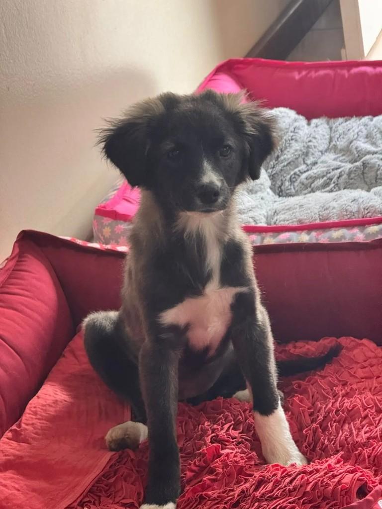 Filhotinha, cachorro de porte pequeno para adoção em Estrela - RS