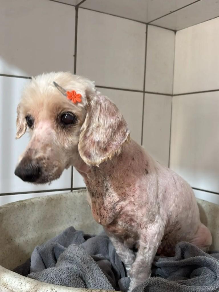 Idosinha, cadela de porte pequeno para adoção em Estrela - RS