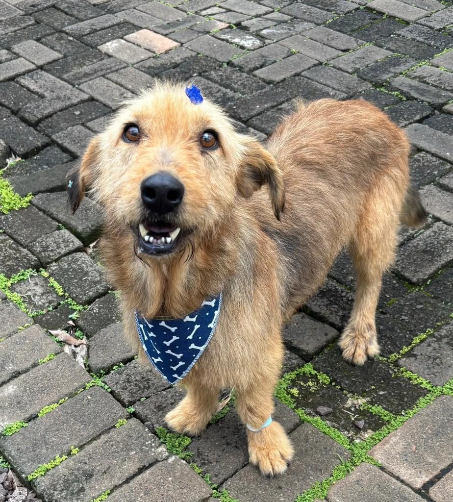 Fiapo de Manga, cachorro de porte médio para adoção em Estrela - RS
