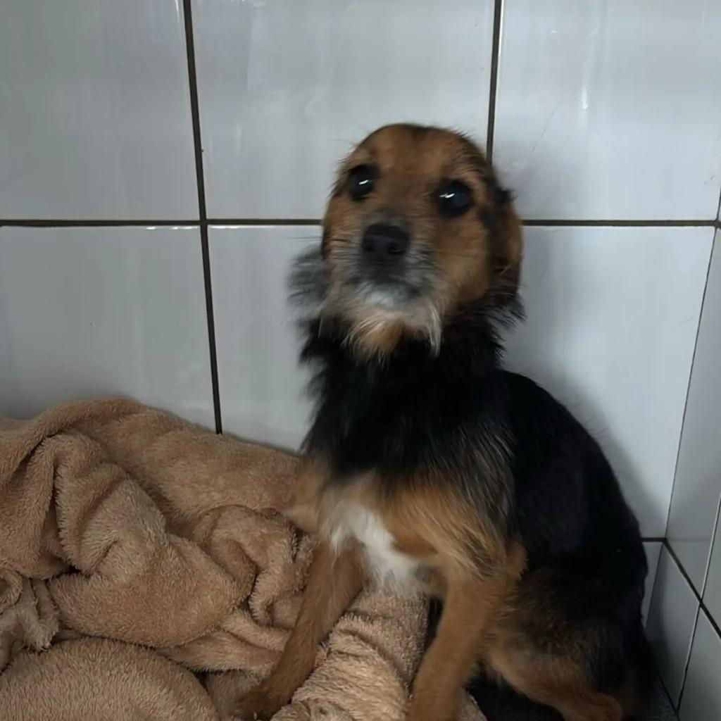 Porte P, cachorro de porte pequeno para adoção em Estrela - RS