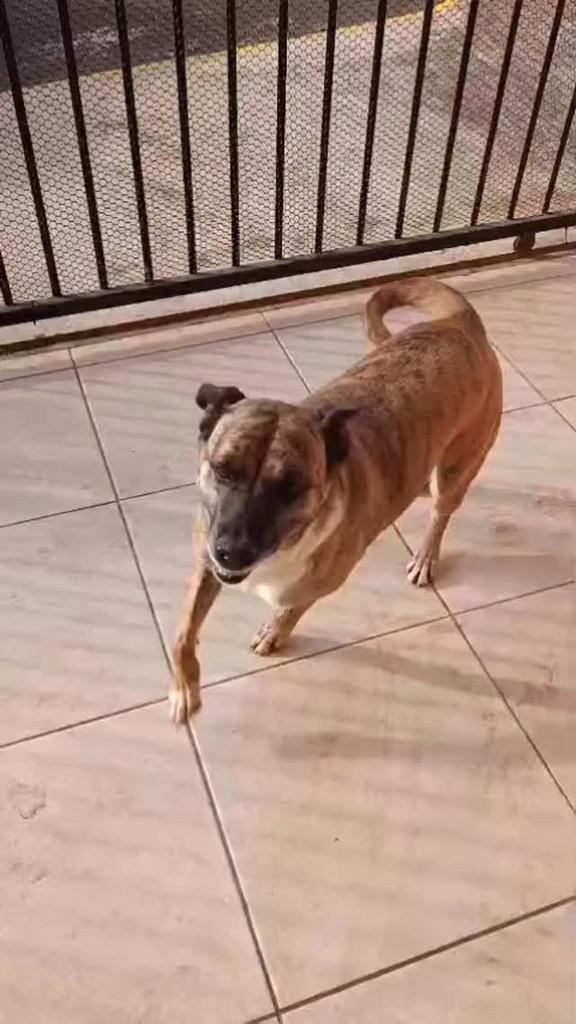 Querida, cachorro de porte médio para adoção em Estrela - RS