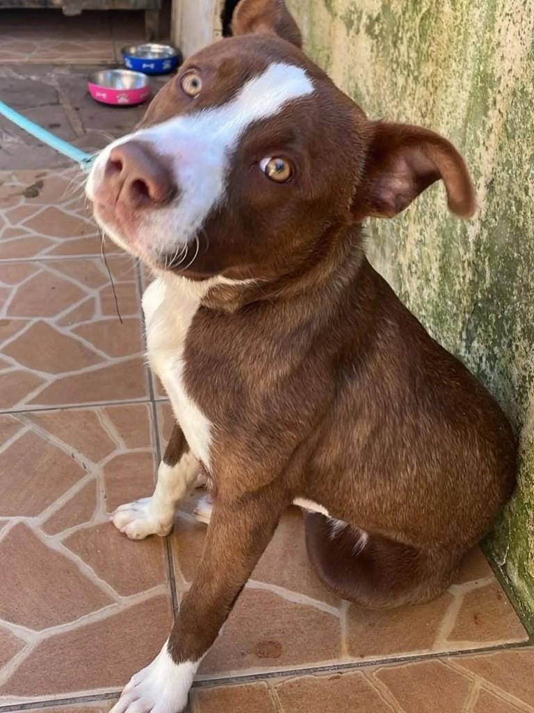 Thor, cachorro de porte grande para adoção em Estrela - RS