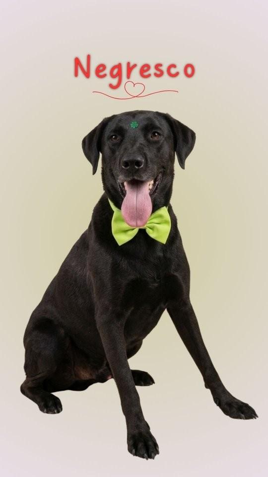 Negresco, cachorro de porte médio para adoção em São Paulo - SP