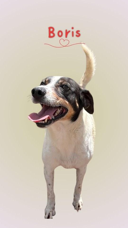 Bóris, cachorro de porte pequeno para adoção em São Paulo - SP