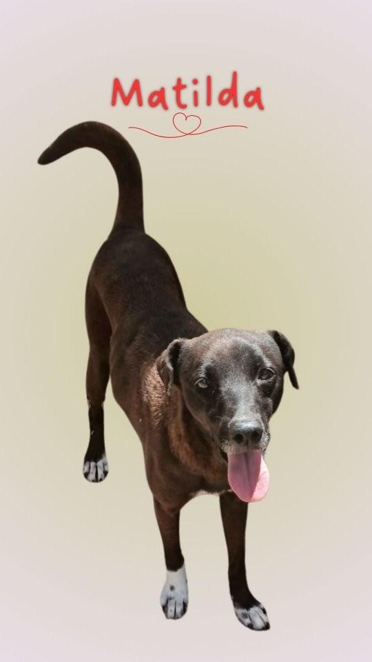 Matilda, cadela de porte médio para adoção em São Paulo - SP