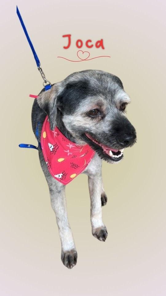 Joca, cachorro de porte pequeno para adoção em São Paulo - SP