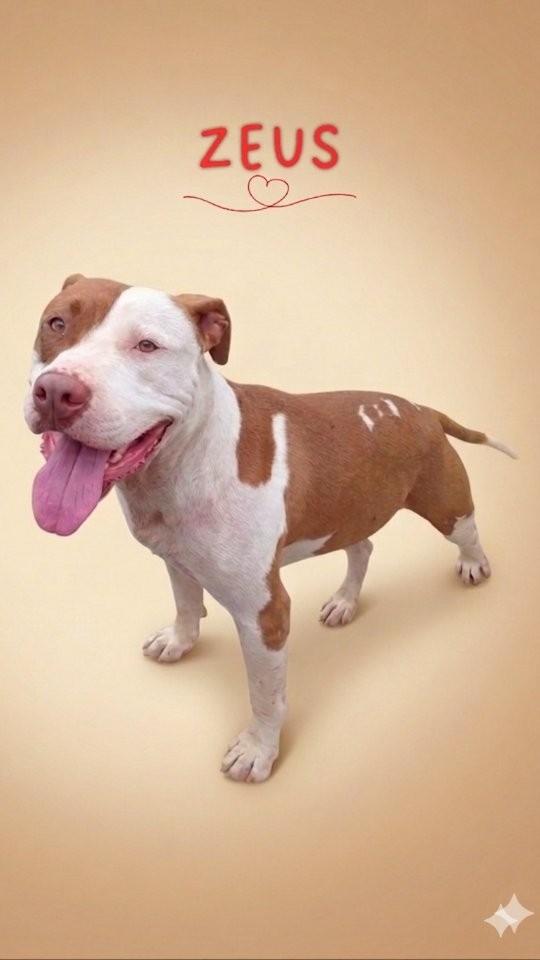 Zeus, cachorro de porte médio para adoção em São Paulo - SP