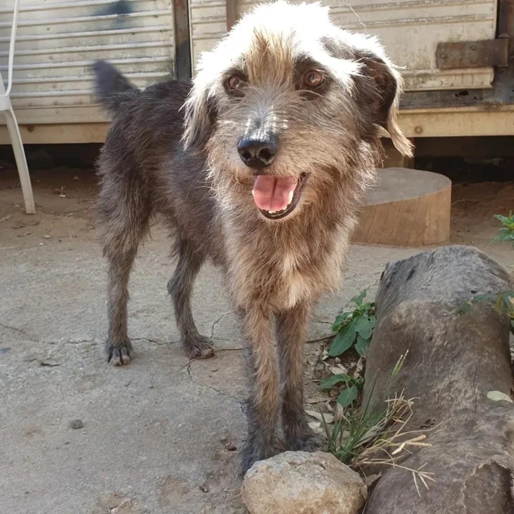 Pepito, cachorro de porte médio para adoção em São Paulo - SP