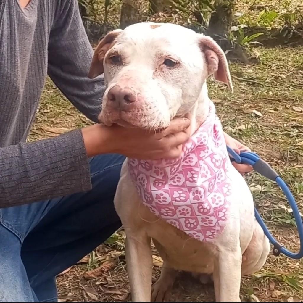 Lua, cadela de porte médio para adoção em São Paulo - SP