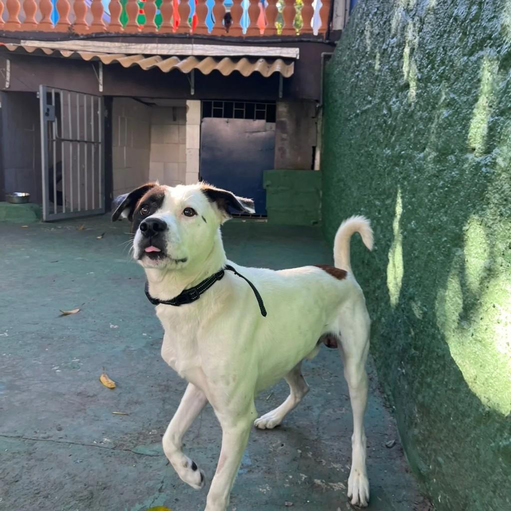 Koggi, cachorro de porte grande para adoção em São Paulo - SP