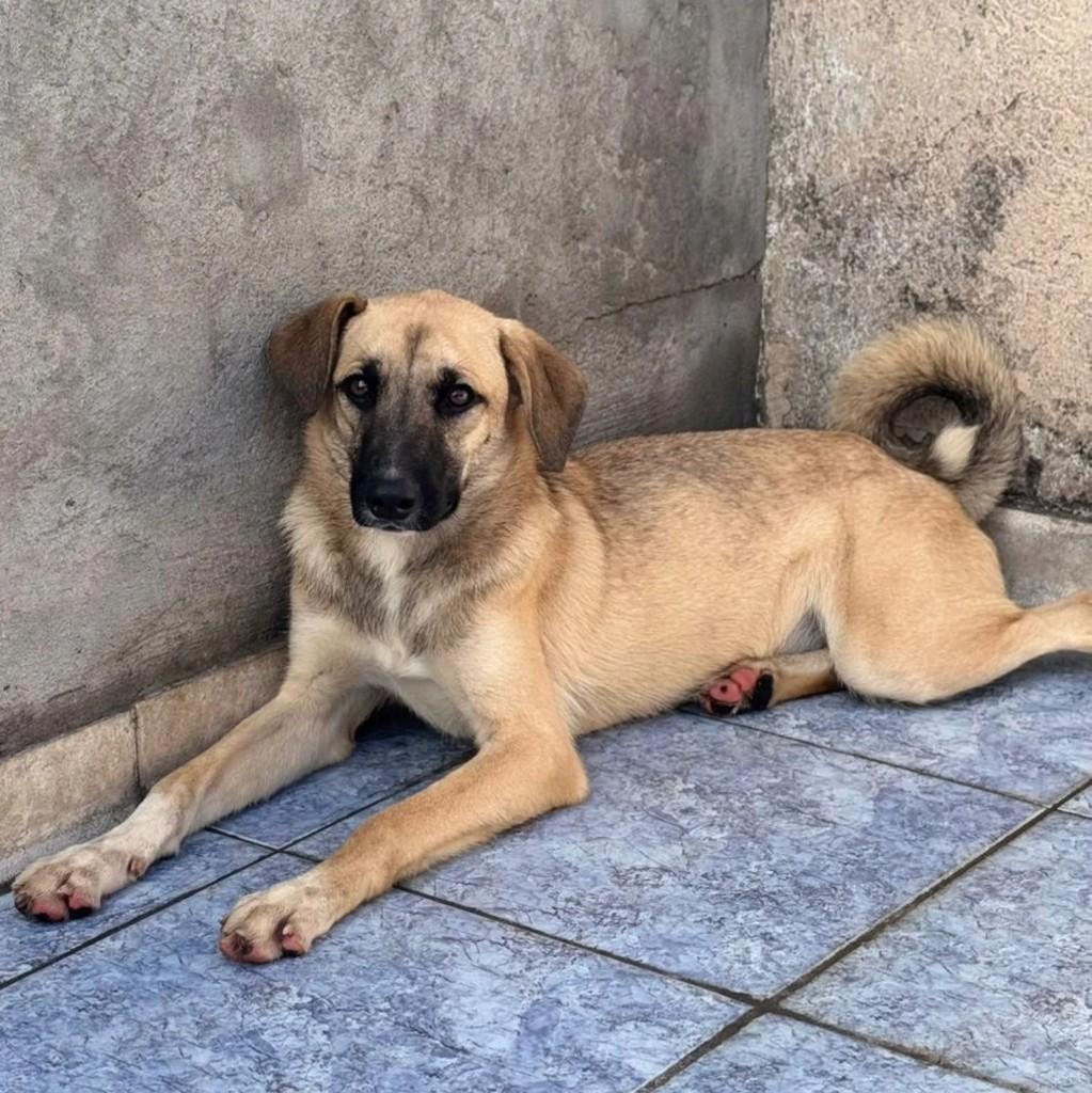 Wisky, cachorro de porte médio para adoção em São Paulo - SP