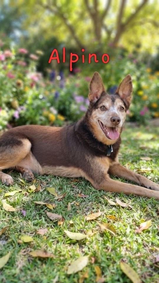 Alpino, cachorro de porte médio para adoção em São Paulo - SP