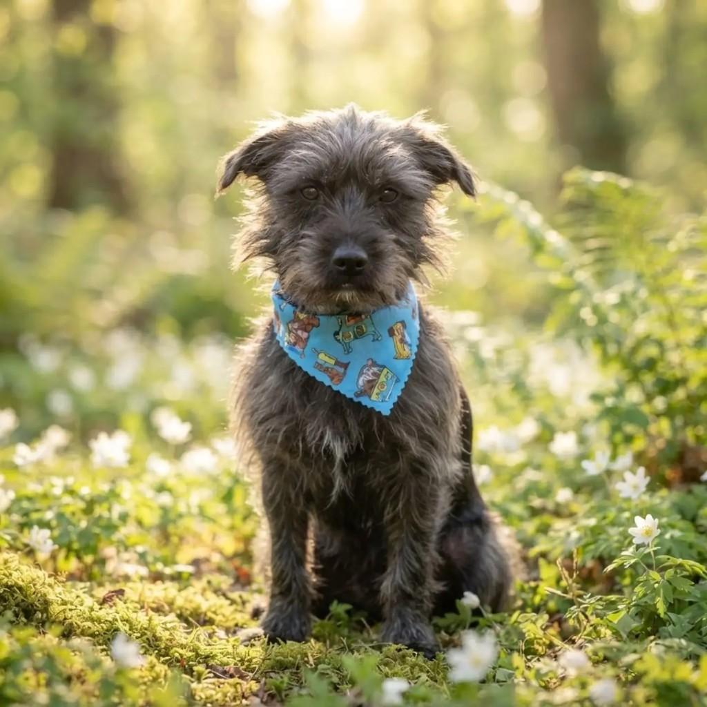 João, cachorro de porte pequeno para adoção em São Paulo - SP