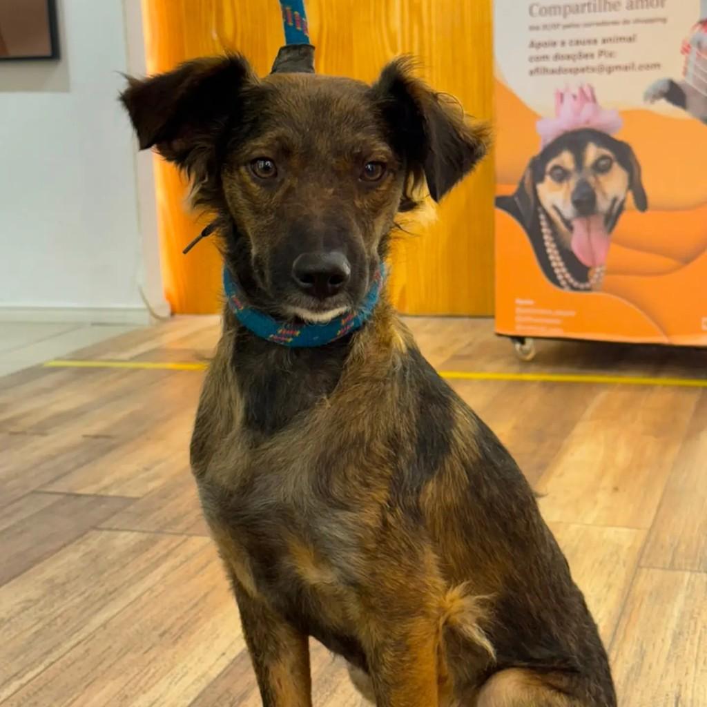 Lobinho, cachorro de porte pequeno para adoção em São Paulo - SP