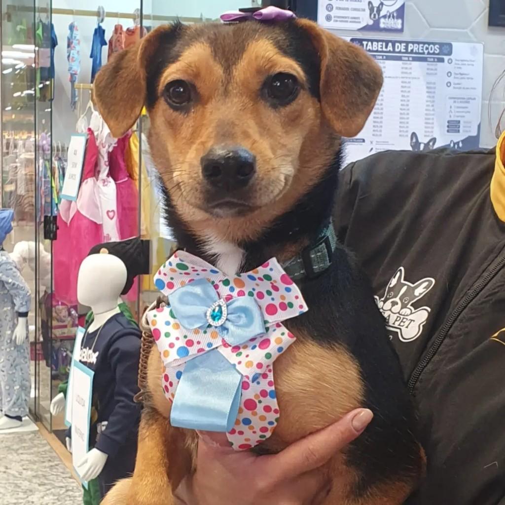 Pâmela, cadela de porte pequeno para adoção em São Paulo - SP