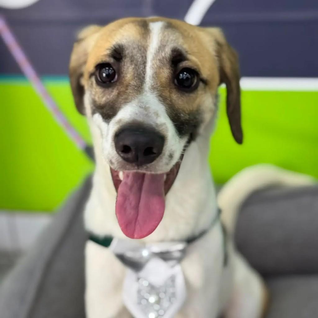 Spike, cachorro de porte médio para adoção em São Paulo - SP