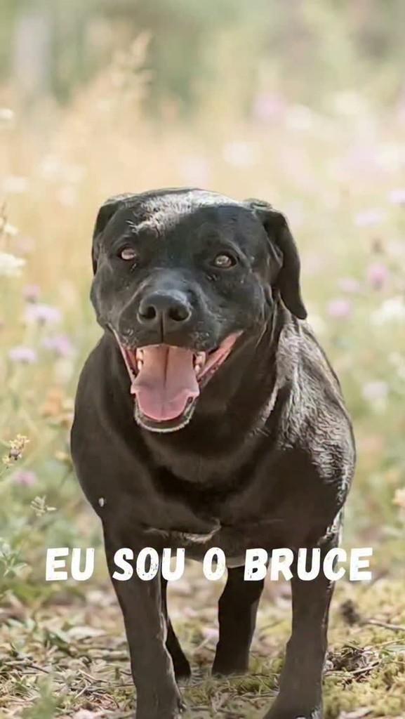 Bruce, cachorro de porte médio para adoção em São Paulo - SP