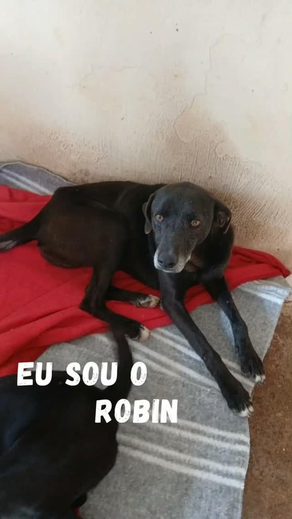 Robin, cachorro de porte médio para adoção em São Paulo - SP