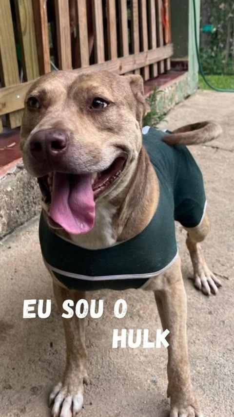 Hulk, cachorro de porte médio para adoção em Juquitiba - SP