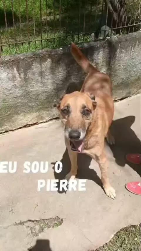 Pierre, cachorro de porte médio para adoção em São Paulo - SP