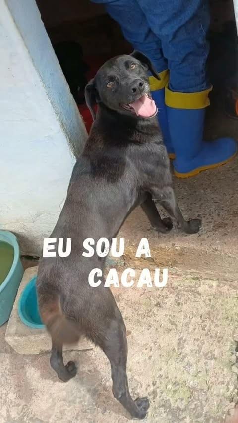 Cacau, cadela de porte médio para adoção em São Paulo - SP